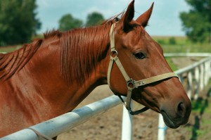Horse011